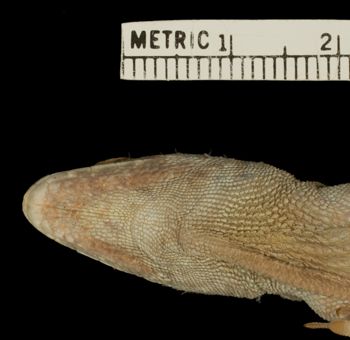 Media type: image;   Herpetology R-81581 Aspect: head ventral